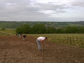 Champagne LECLERE-TORRENS - 