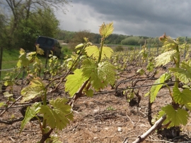 Champagne LECLERE-TORRENS - 